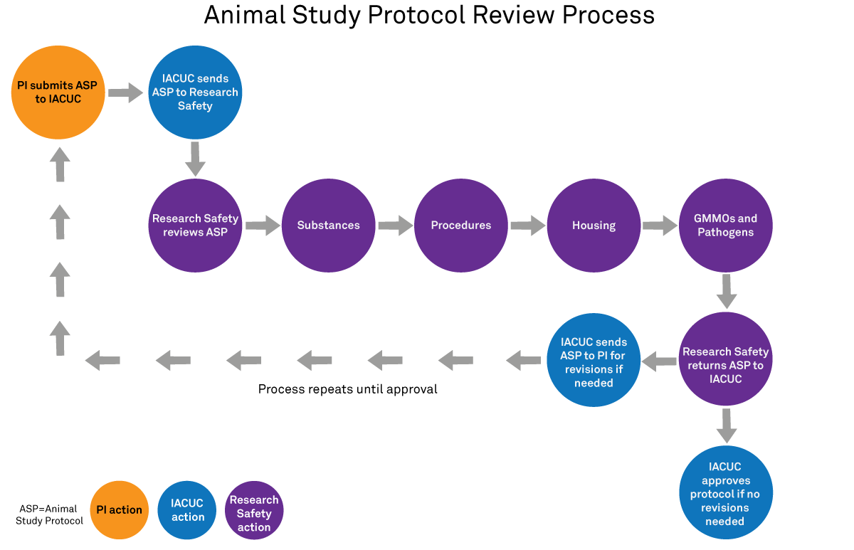 Animal Study Protocol review process, including IACUC, Research Safety, and PI responsibilities